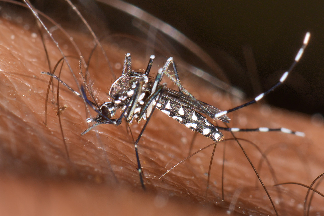 Culicidae: Aedes albopticus?